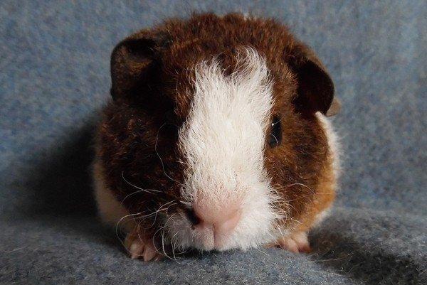 Marsvin Koreskas IKAROS billede 3