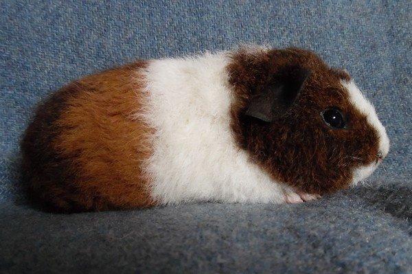 Marsvin Koreskas IKAROS billede 2