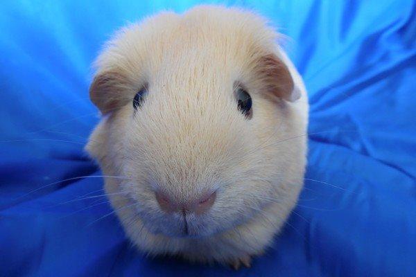 Marsvin KARAMEL - fra Næstved billede 5