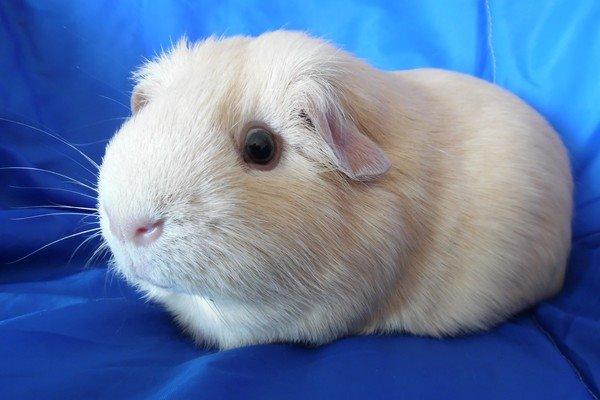 Marsvin KARAMEL - fra Næstved billede 6