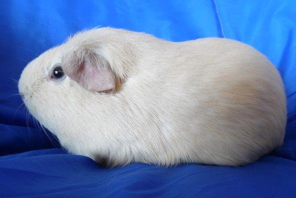 Marsvin KARAMEL - fra Næstved billede 7