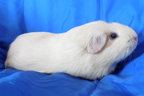 Marsvin KARAMEL - fra Næstved billede 4