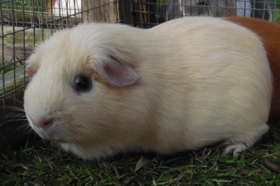 Marsvin KARAMEL - fra Næstved billede 2