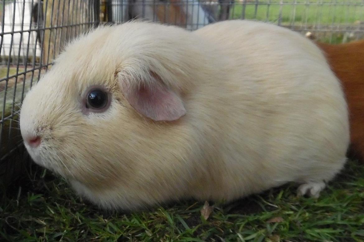 Marsvin KARAMEL - fra Næstved billede 3