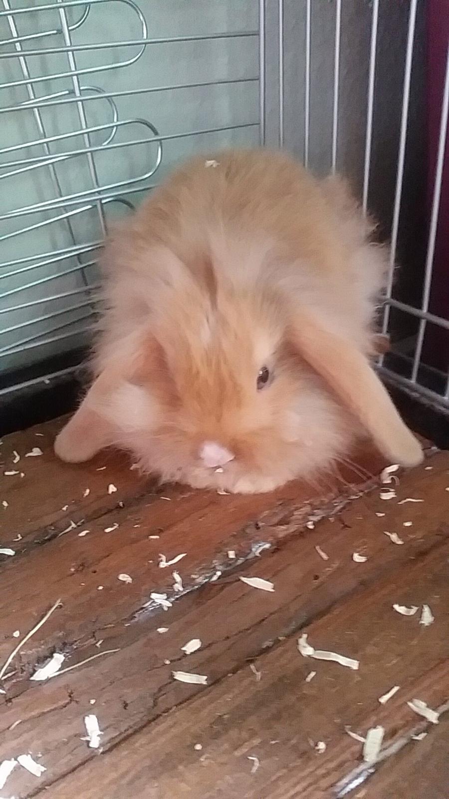 Kanin Bølle billede 1