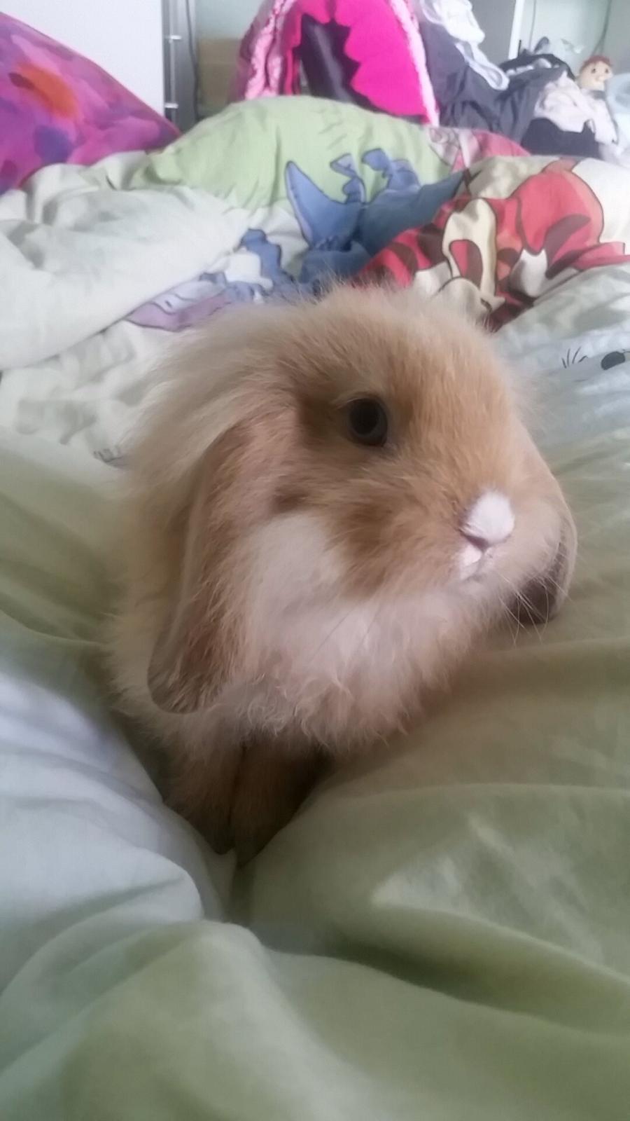 Kanin Bølle billede 2