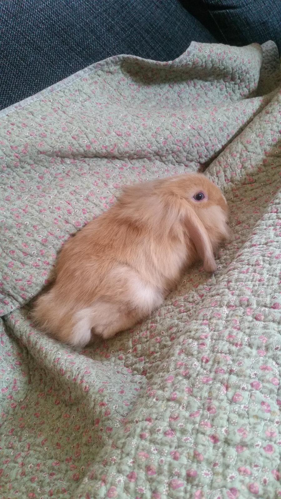 Kanin Bølle billede 3