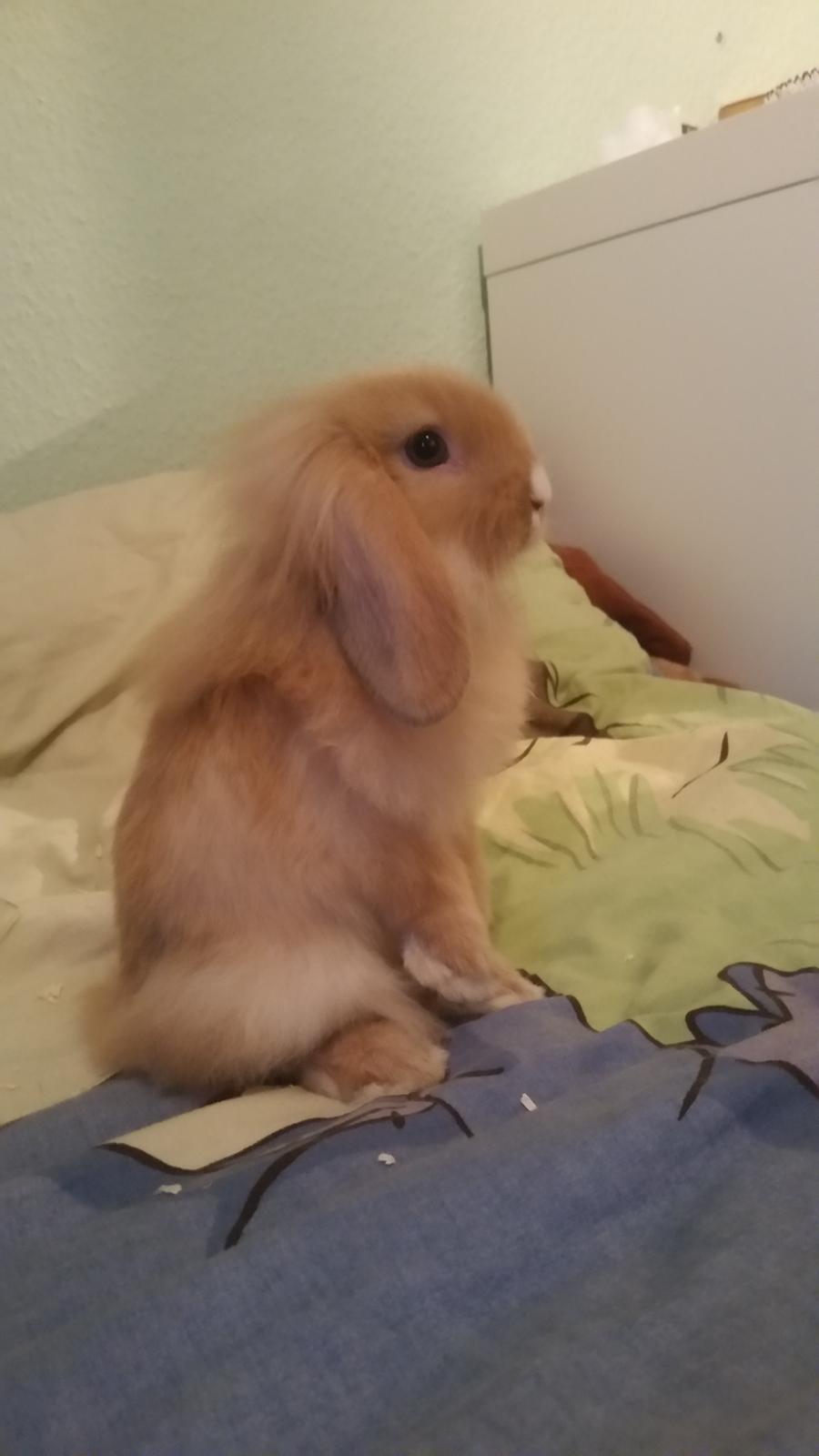 Kanin Bølle billede 4