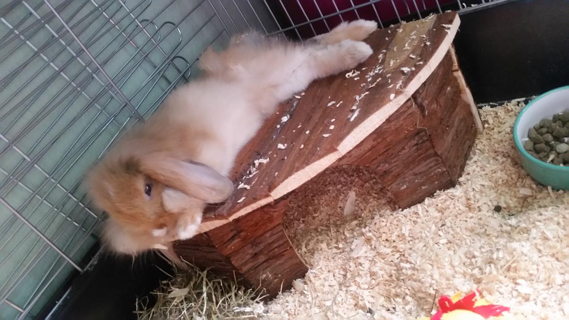 Kanin Bølle billede 5