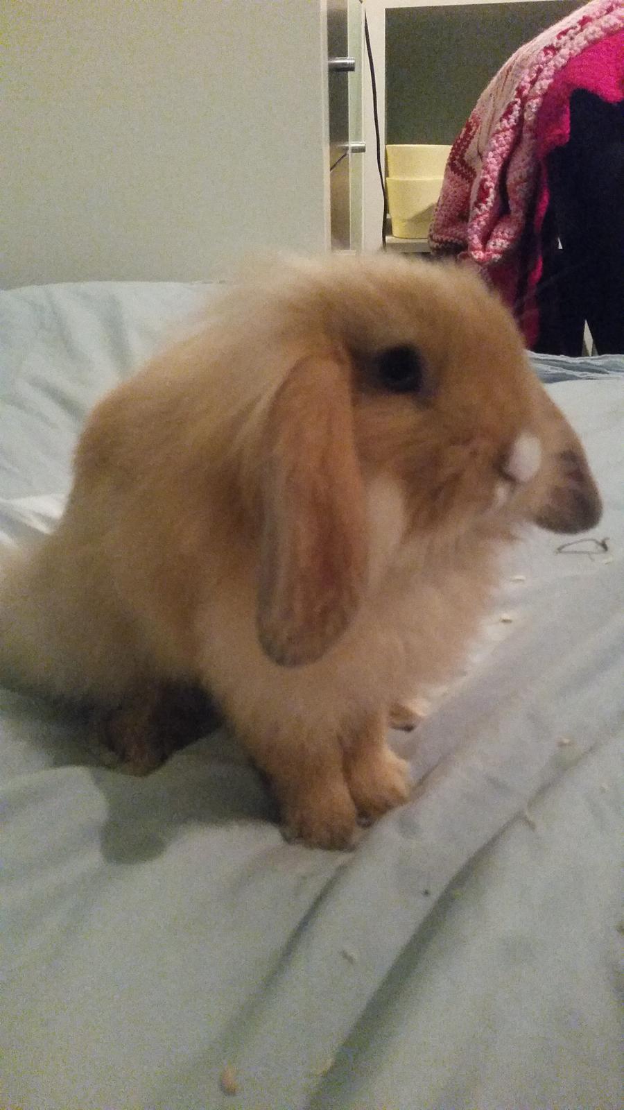 Kanin Bølle billede 6