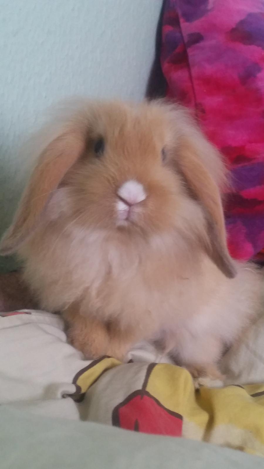 Kanin Bølle billede 7