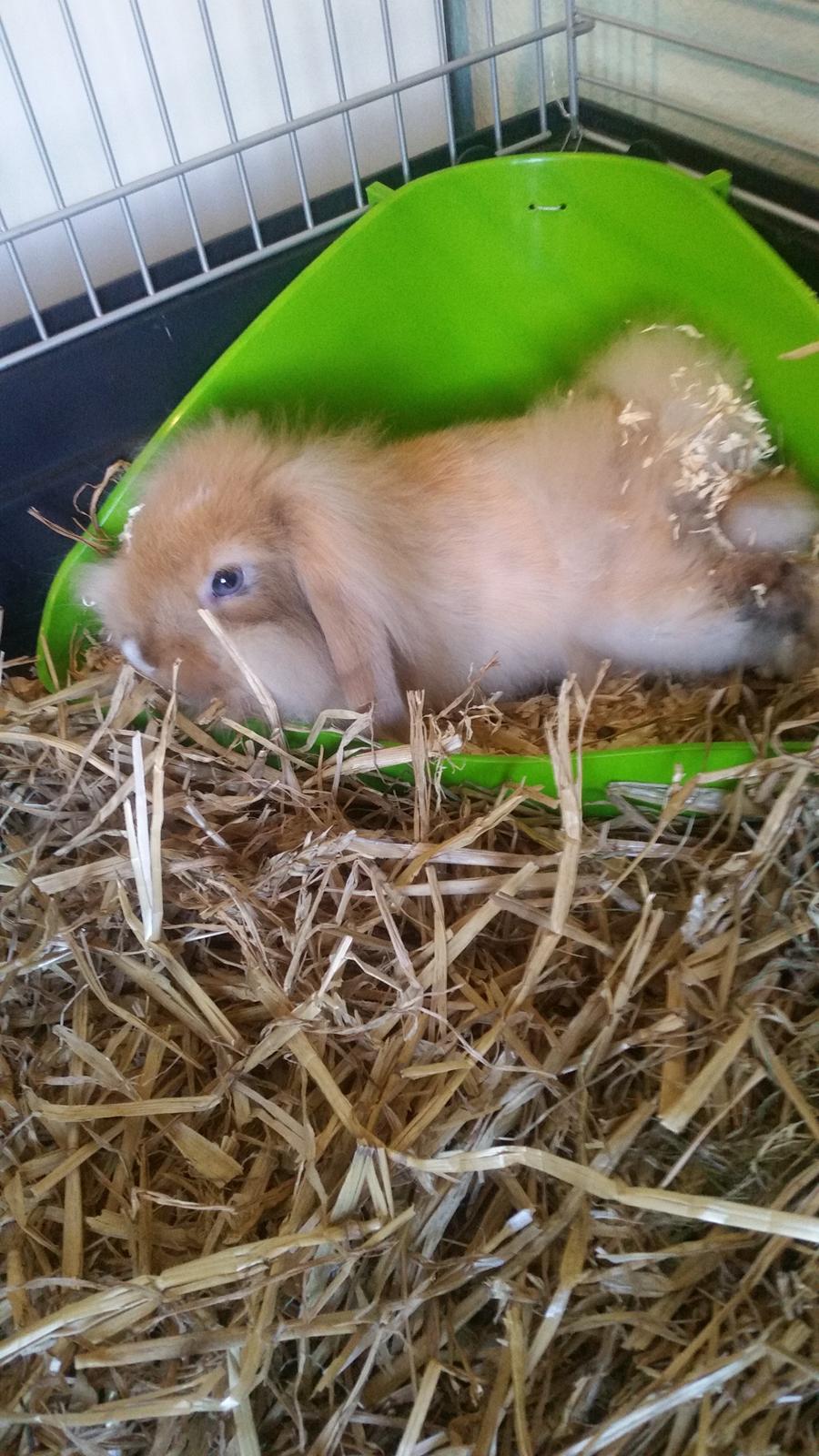 Kanin Bølle billede 8