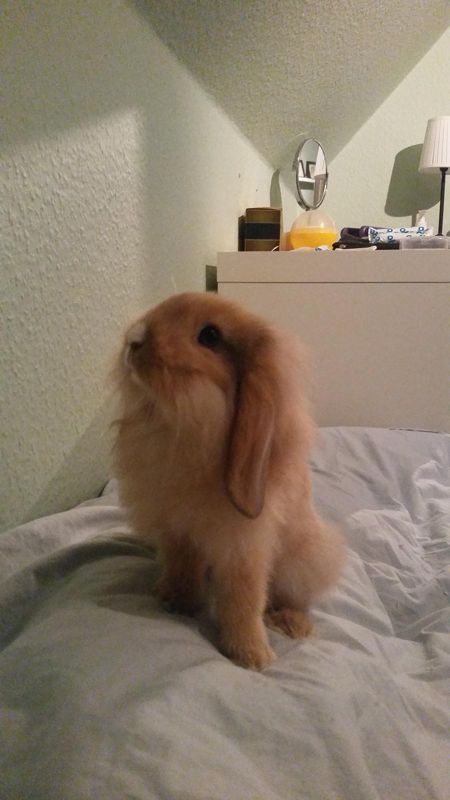 Kanin Bølle billede 9