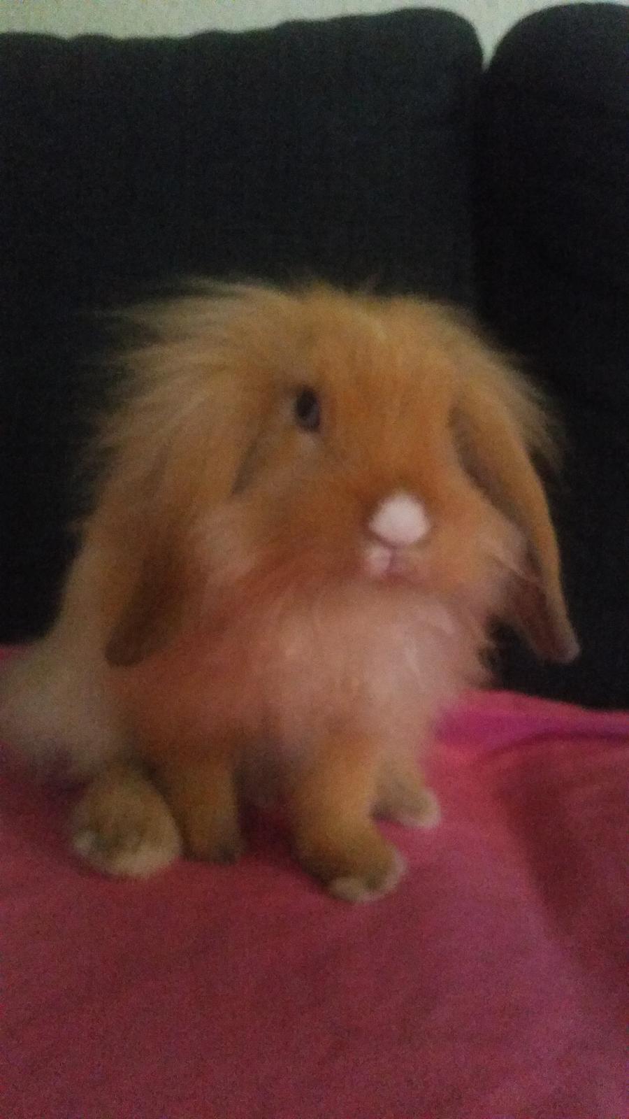 Kanin Bølle billede 10