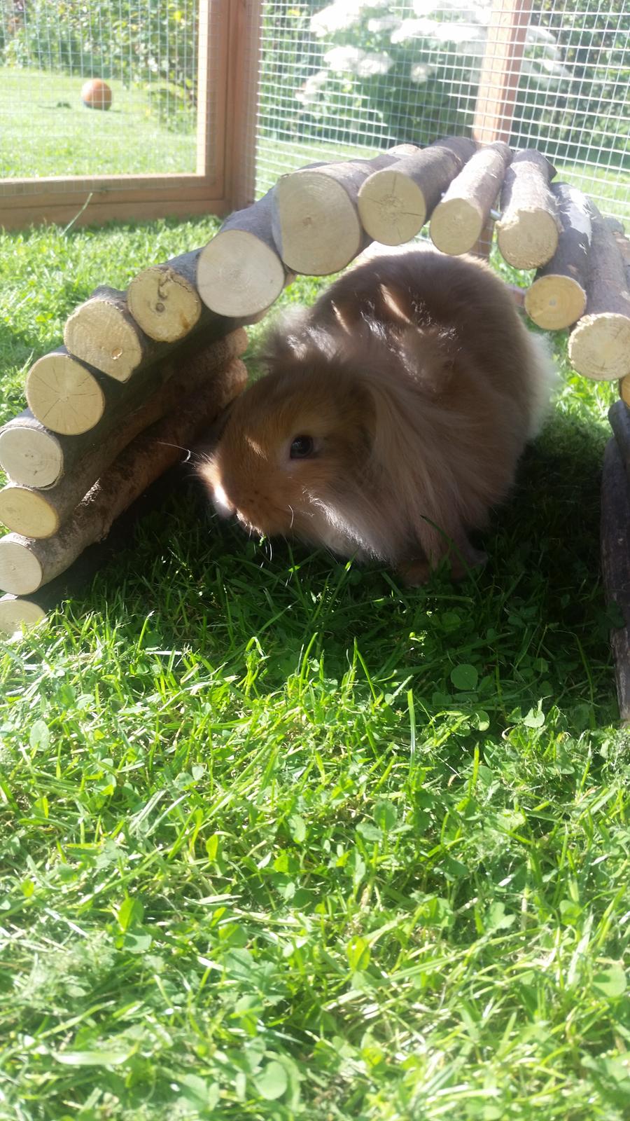 Kanin Bølle billede 11