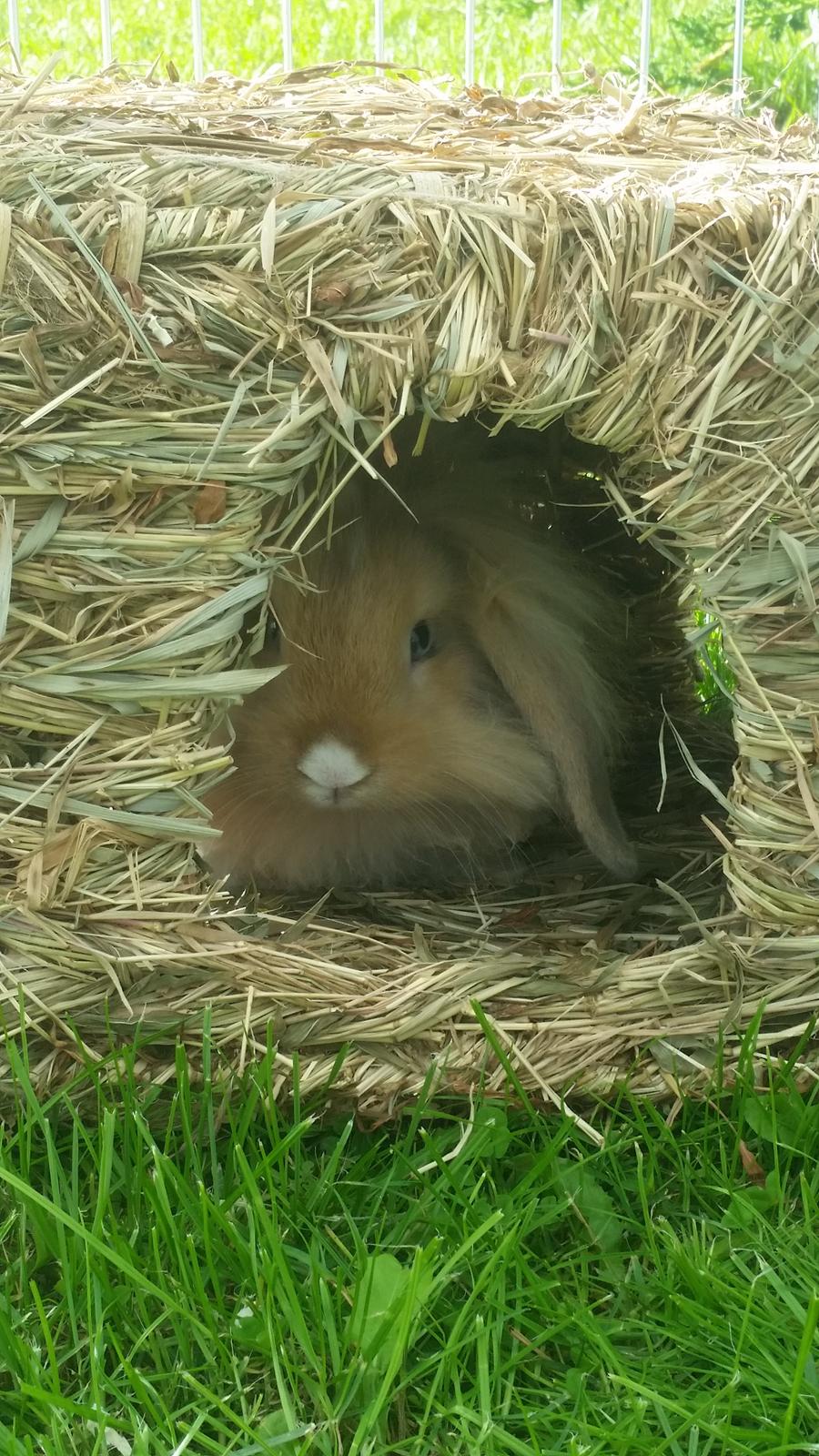 Kanin Bølle billede 12