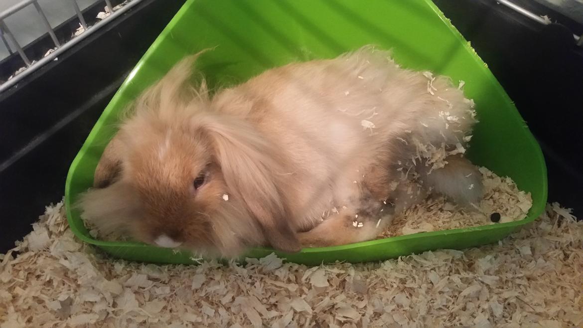 Kanin Bølle billede 13