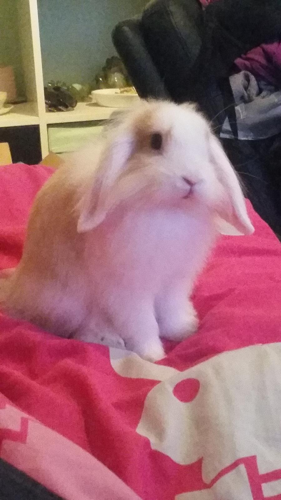 Kanin Choko(R.i.P) billede 1