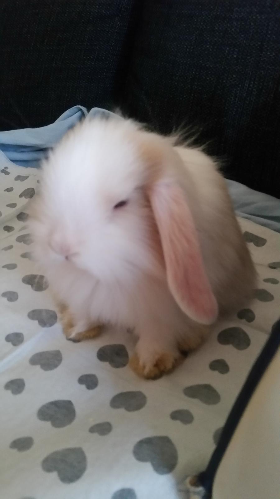 Kanin Choko(R.i.P) billede 2