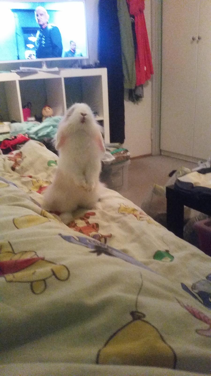 Kanin Choko(R.i.P) billede 3