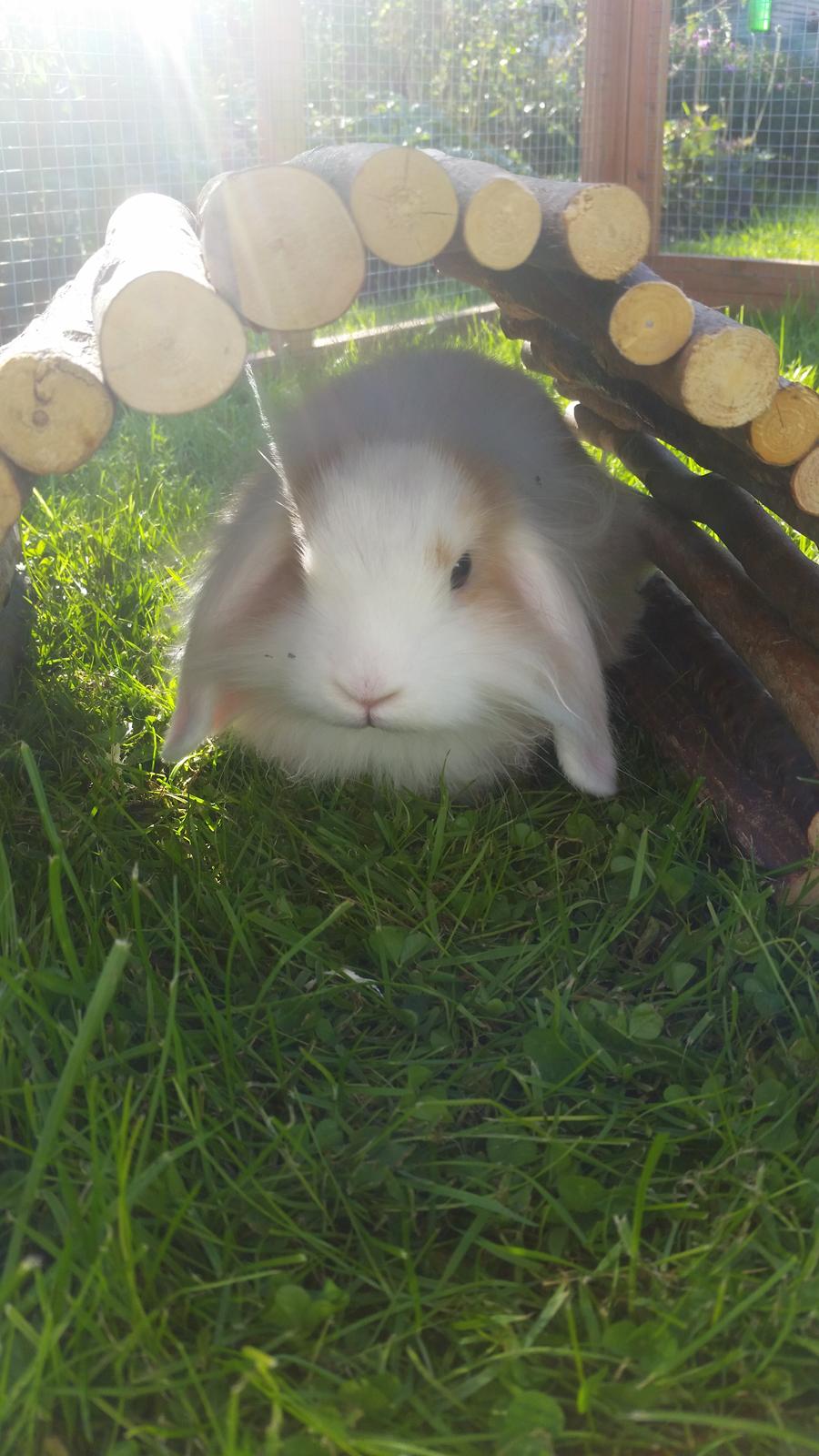 Kanin Choko(R.i.P) billede 4