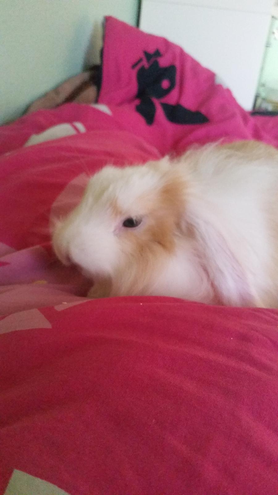 Kanin Choko(R.i.P) billede 5