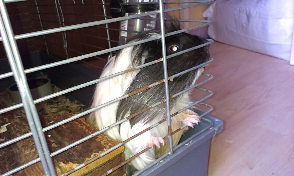 Marsvin Koreskas BLACK JACK billede 11