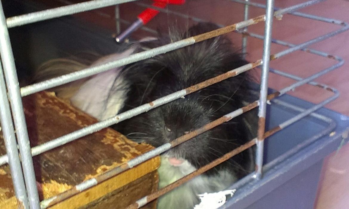 Marsvin Koreskas BLACK JACK billede 12