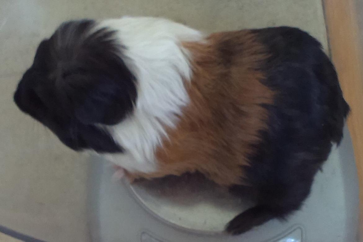 Marsvin Koreskas BLACK JACK billede 6