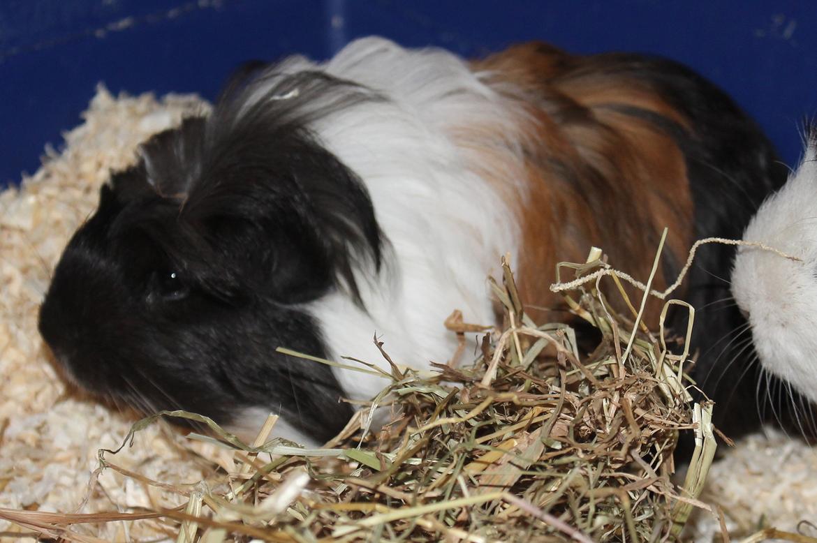 Marsvin Koreskas BLACK JACK billede 8