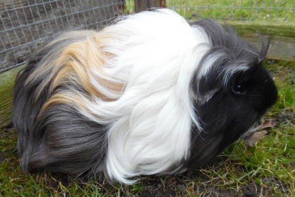 Marsvin Koreskas BLACK JACK billede 13