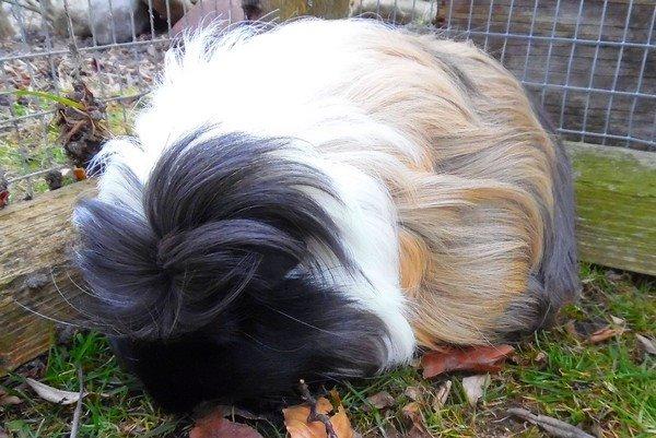 Marsvin Koreskas BLACK JACK billede 14