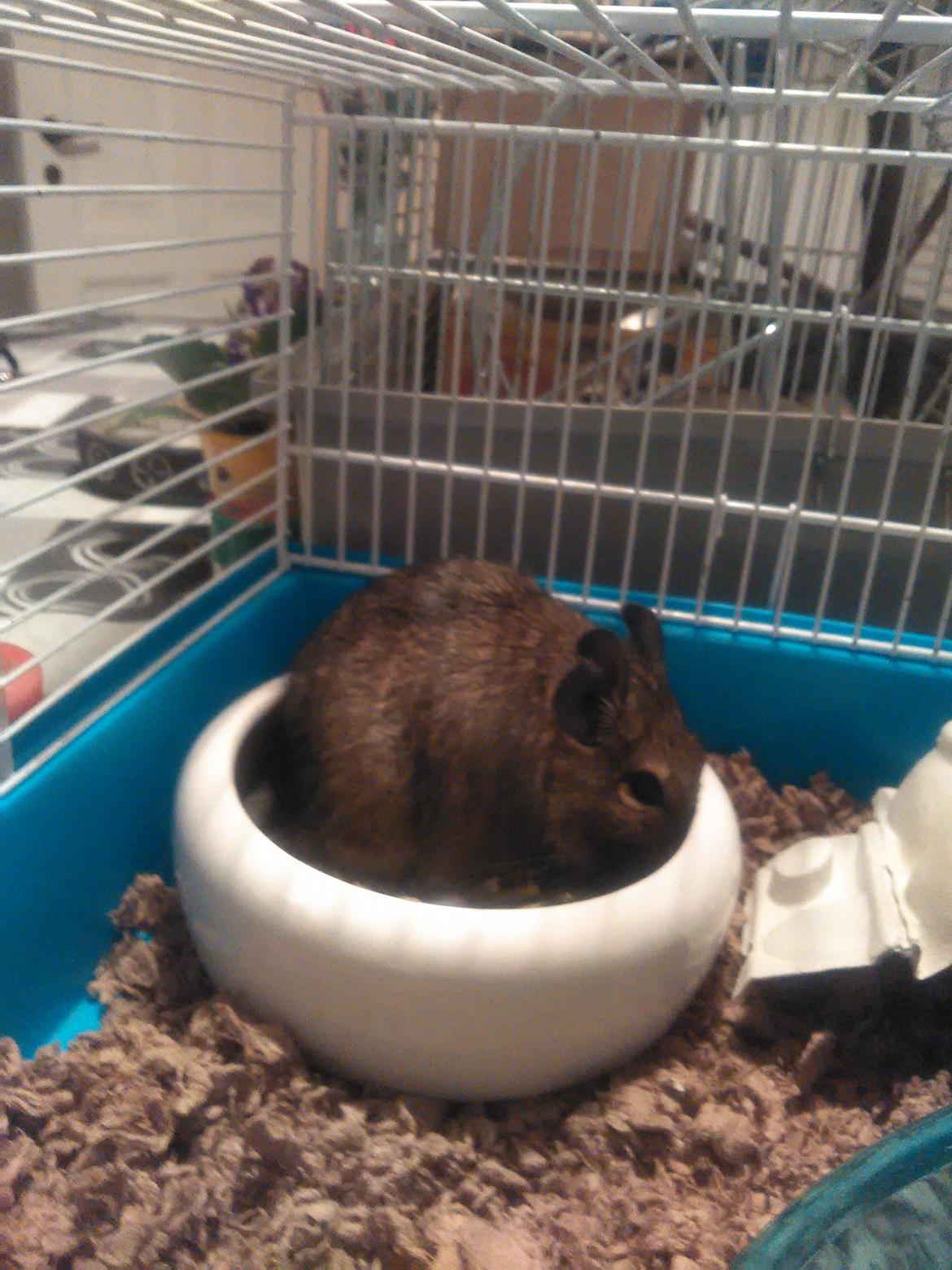 Degu Svend billede 1