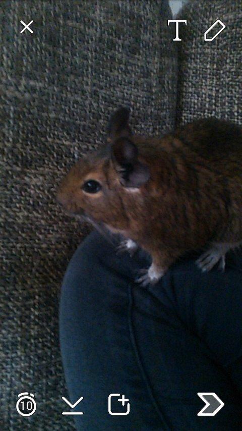 Degu Svend billede 2