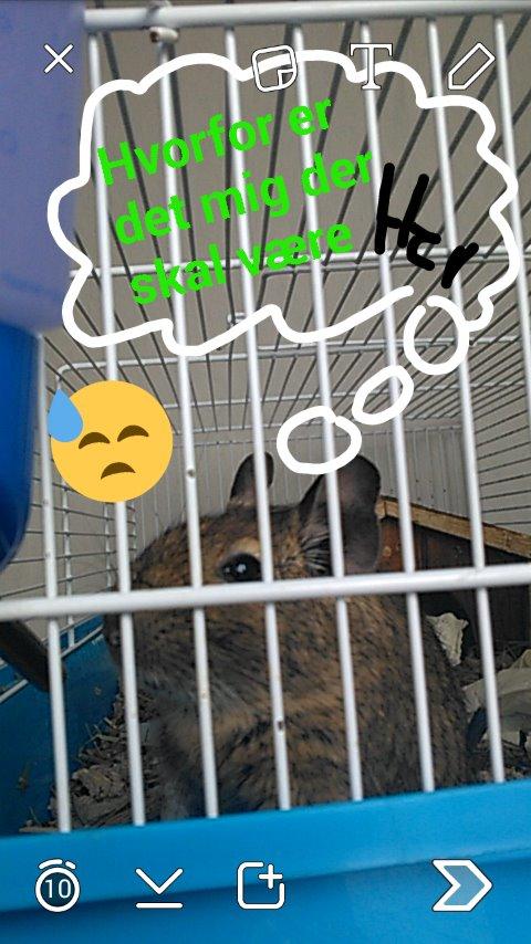 Degu Svend billede 3