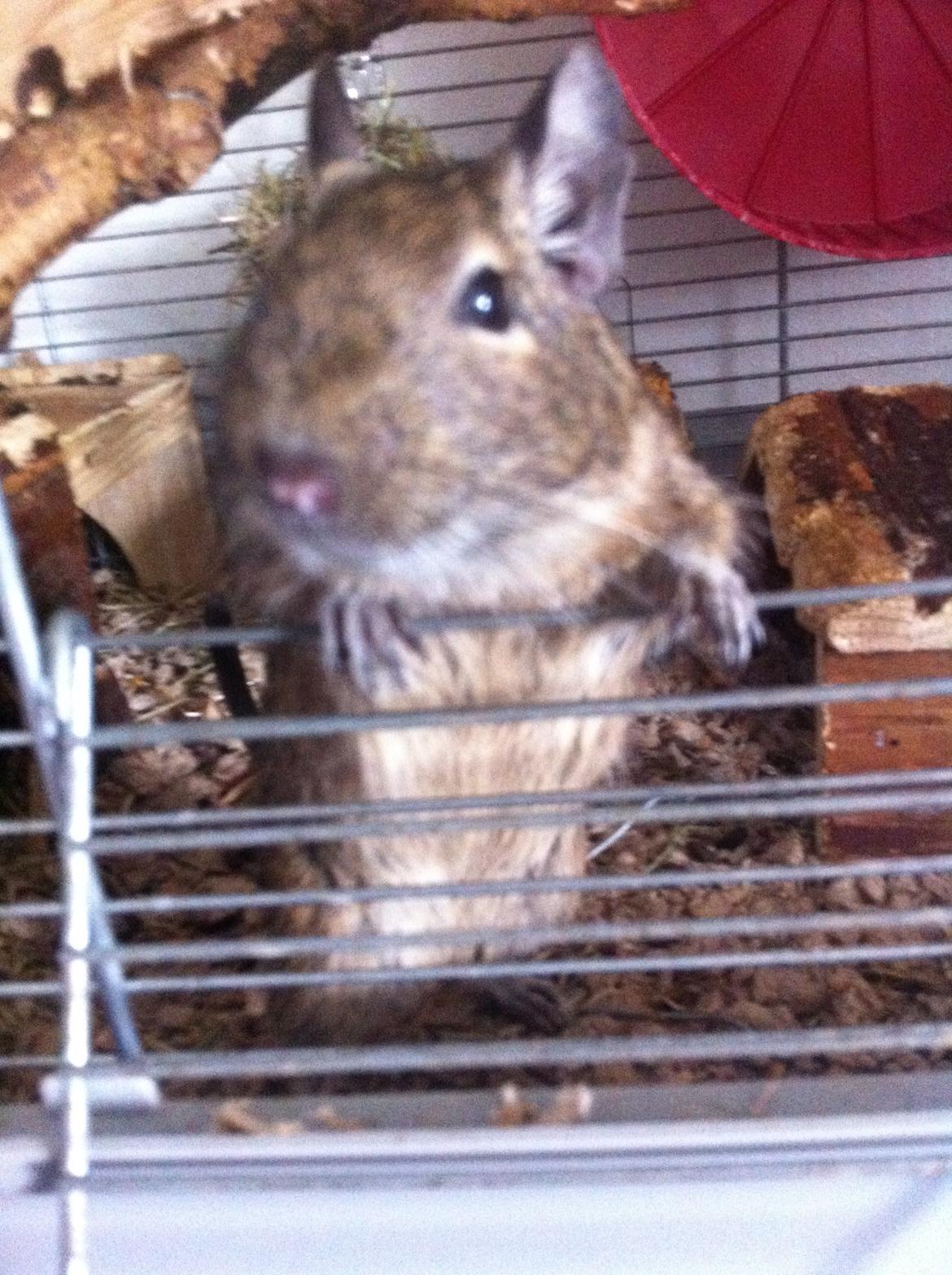 Degu Svend billede 5
