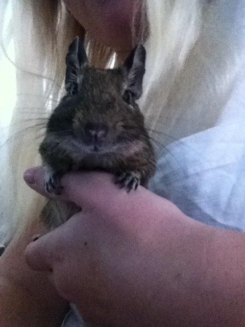 Degu Svend billede 4