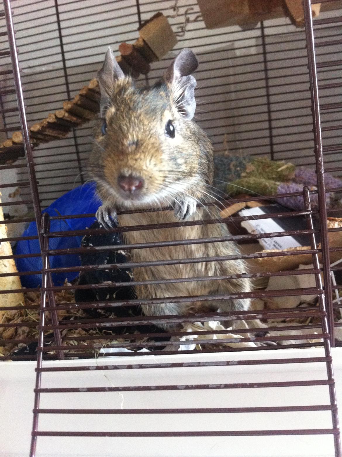 Degu Tøzen billede 1