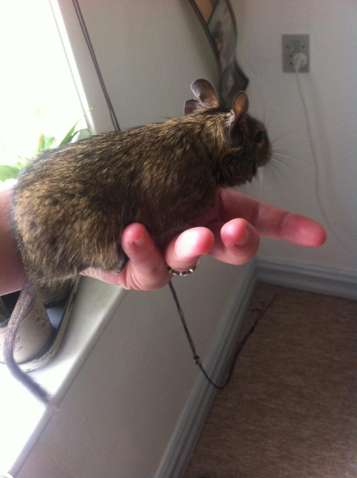 Degu Tøzen billede 2