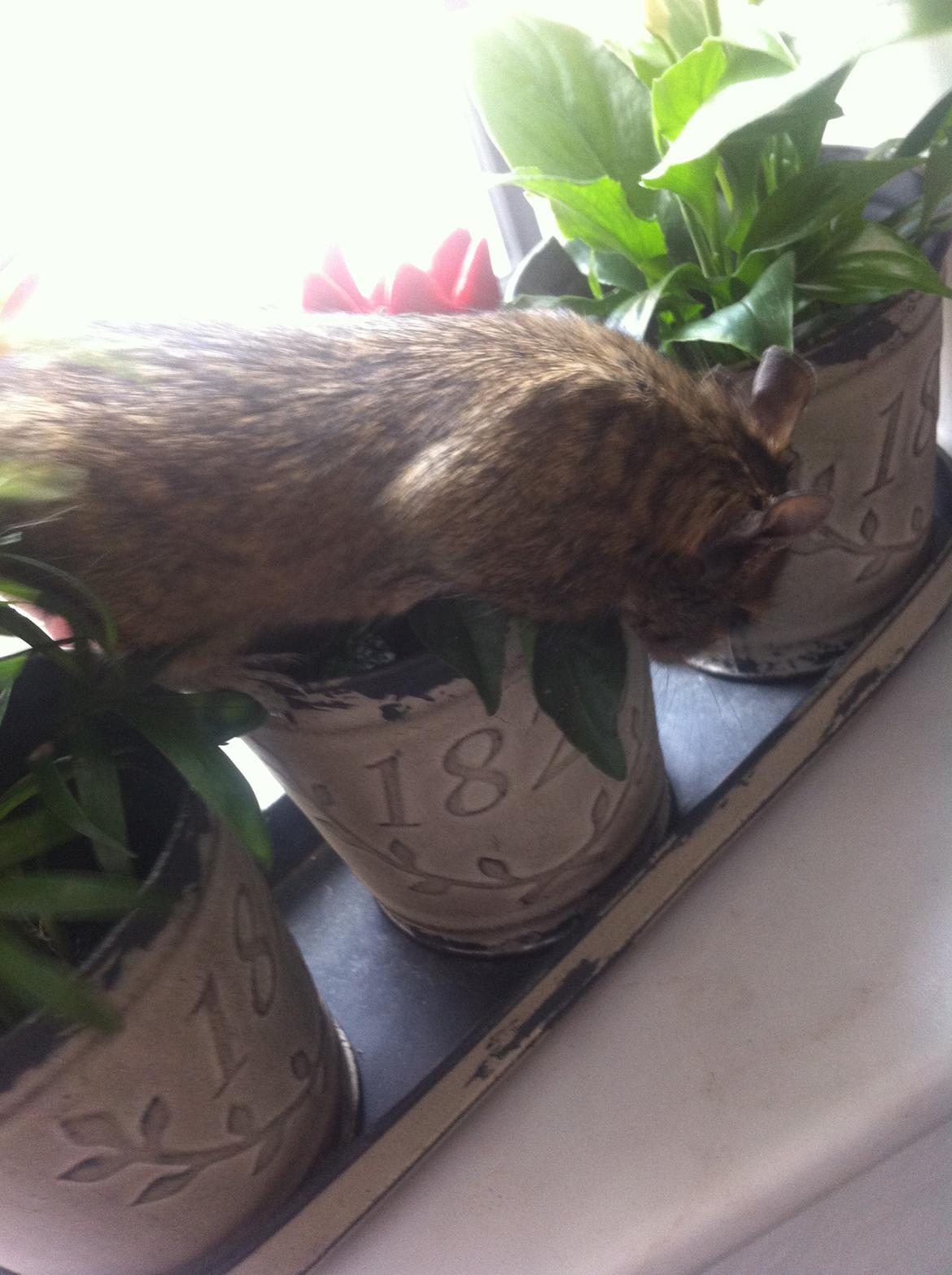 Degu Tøzen billede 3