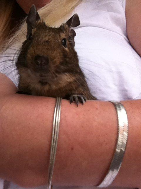 Degu Tøzen billede 4