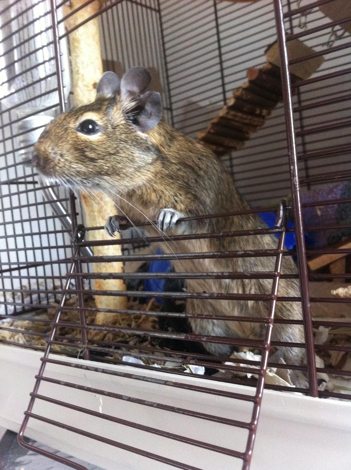 Degu Tøzen billede 5