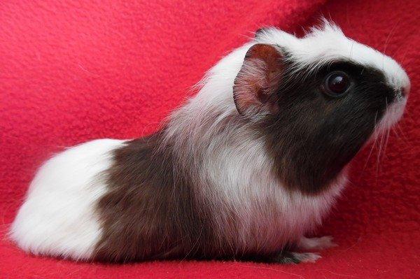 Marsvin SMILLA fra Køge billede 3