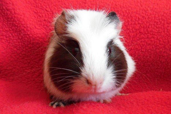 Marsvin SMILLA fra Køge billede 5