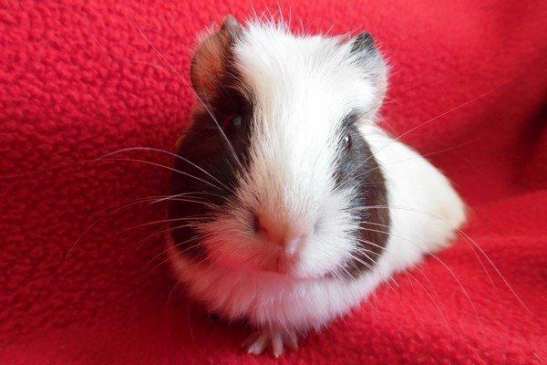 Marsvin SMILLA fra Køge billede 8