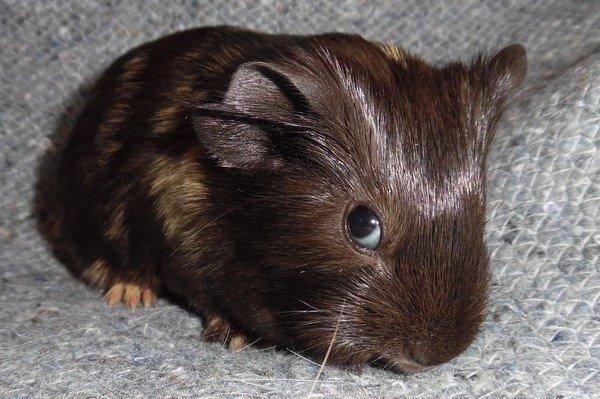 Marsvin Koreskas JUST LIKE MARION billede 5