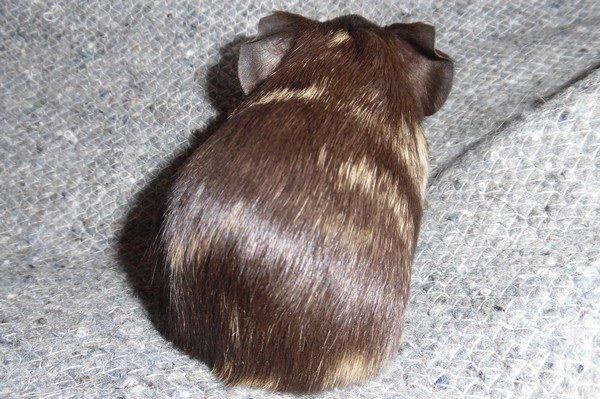 Marsvin Koreskas JUST LIKE MARION billede 7