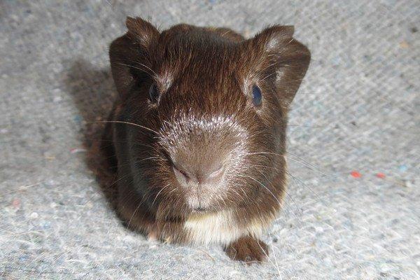 Marsvin Koreskas JUST LIKE MARION billede 8