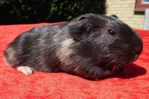 Marsvin Koreskas JUST LIKE MARION billede 9