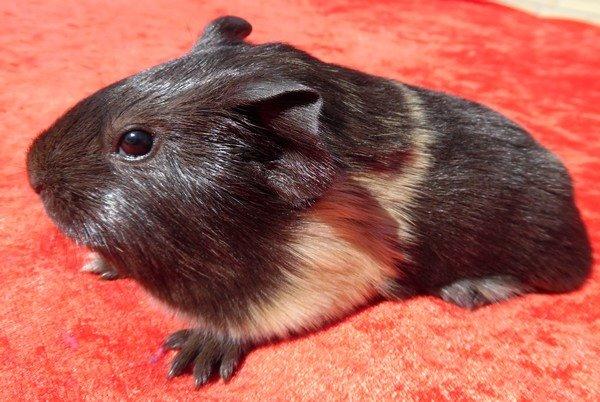 Marsvin Koreskas JUST LIKE MARION billede 11